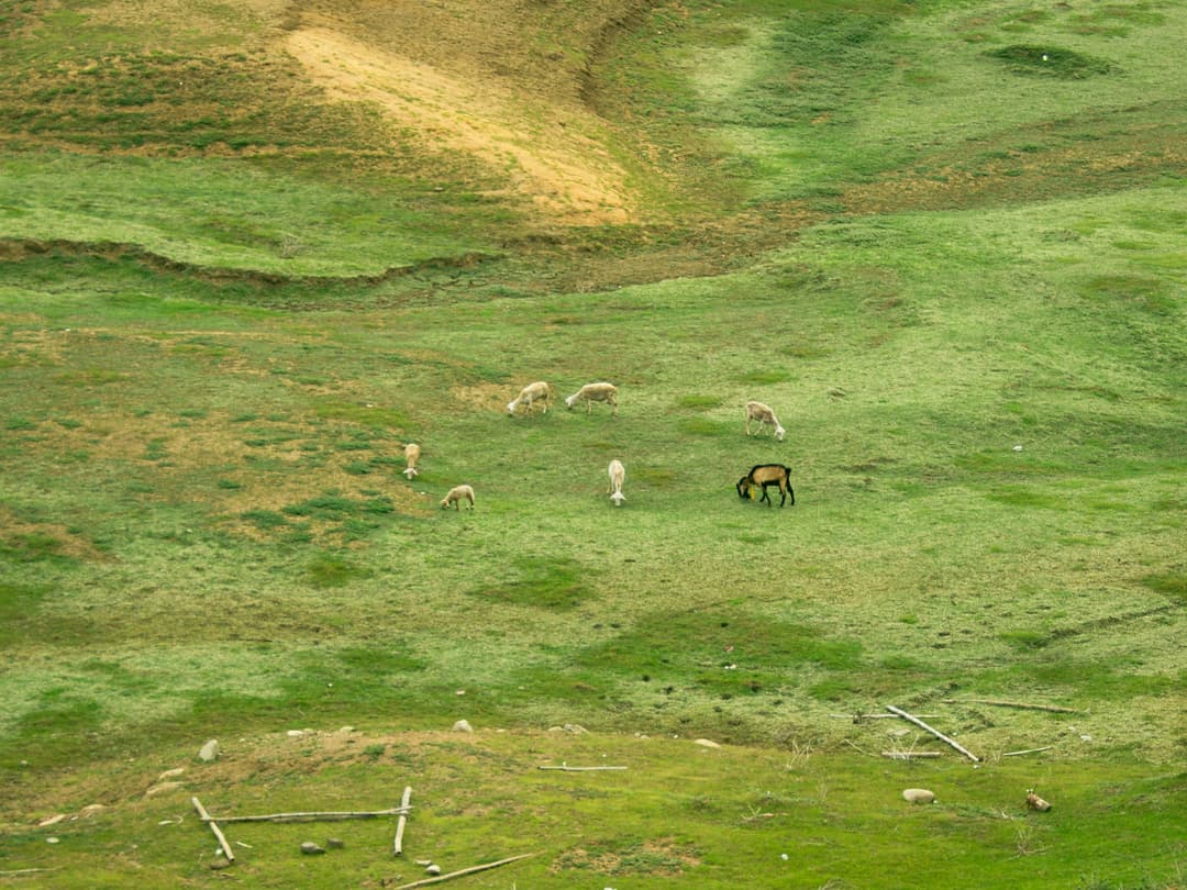 Moins de pertes d’animaux